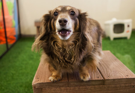 A small dark and light brown dog stands on a wooden block in a play room at Rose Rock Veterinary Hospital & Pet Resort in Norman, OK.