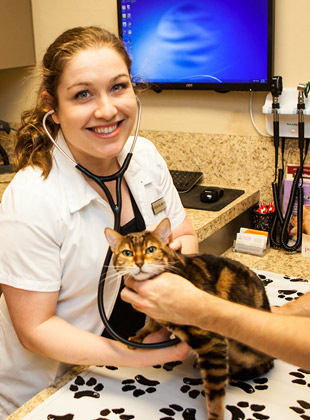 A veterinarian wearing white scrubs smiles as she checks the heartbeat of a small brown and black cat at Rose Rock Veterinary Hospital & Pet Resort in Norman, OK.