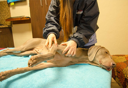 pet acupuncture, norman ok