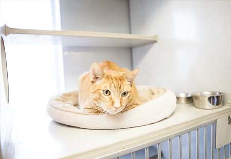 A light kitten rests on a white bed next to stainless steel bowls above some small bars at Rose Rock Veterinary Hospital & Pet Resort in Norman, OK.