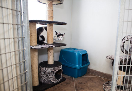 A black and white cat sitting on a kitten tower on a tiled floor above a dark blue cat carrier at Rose Rock Veterinary Hospital & Pet Resort in Norman, OK.