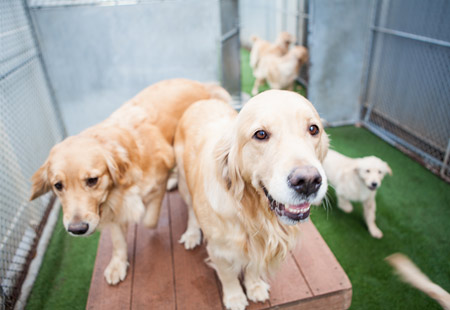 A large number of light colored dogs entered a fenced in grassy area with a wooden block at Rose Rock Veterinary Hospital & Pet Resort in Norman, OK.