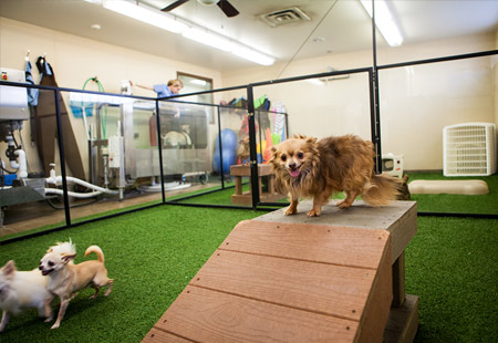 Three dogs playing in a fenced in grassy area and on top of a wooden ramp at Rose Rock Veterinary Hospital & Pet Resort in Norman, OK.